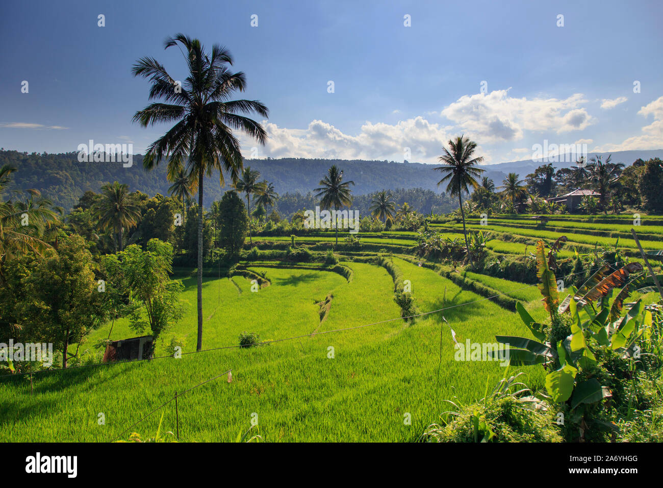 Munduk dağ + Ulun Danu Beratan
