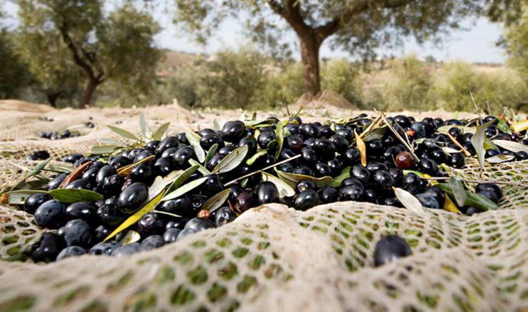 Burhaniye zeytin üretici çiftlik 350K ağaç