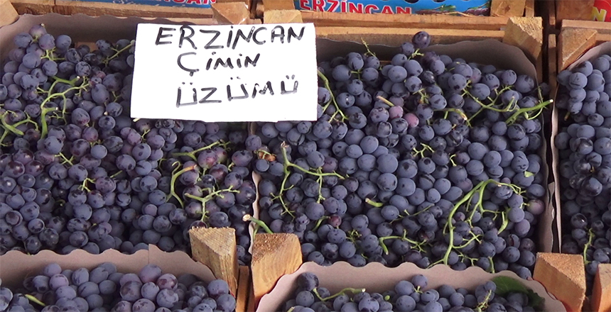 Cimin üzüm bağları sonbahar hasat