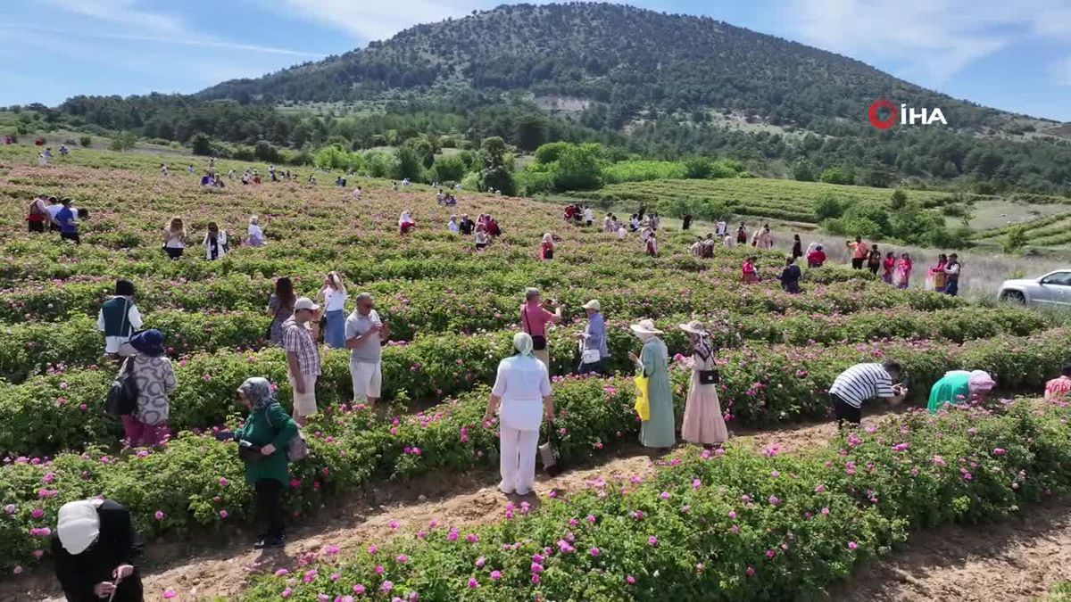Isparta gül hasadı bahçe sabah erken