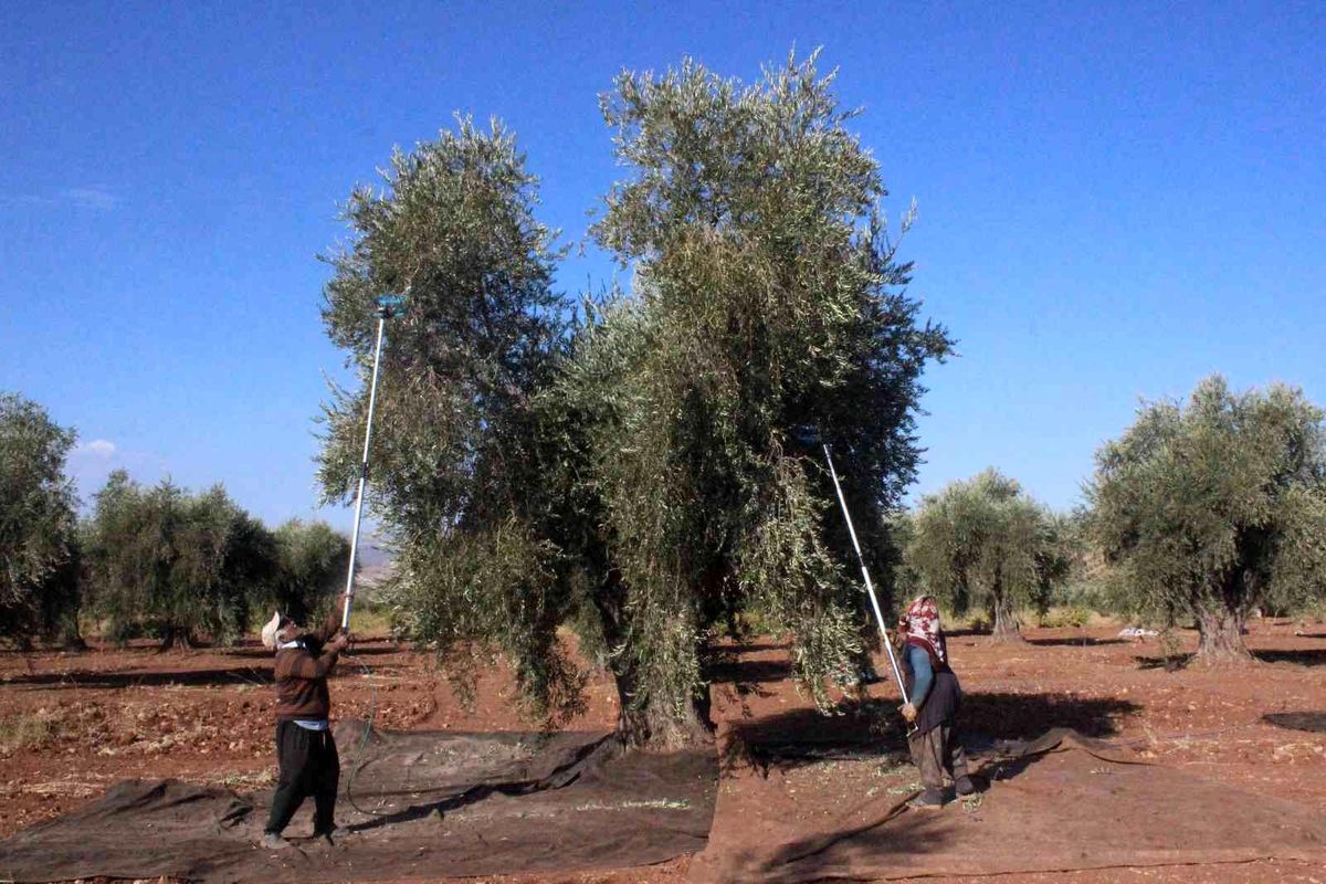 Kilis zeytin bahçesi hasat sezonu