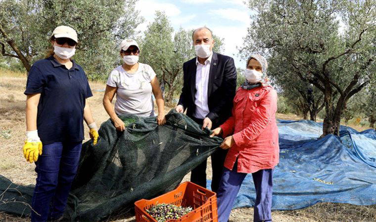 Mudanya zeytinyağı üretim Tirilye marka