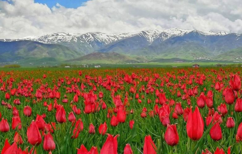Muş Lale Vadisi ters lale mor pembe