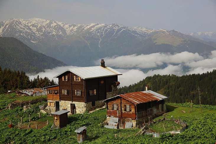 Rize çay bahçeleri yeşil tarlalar