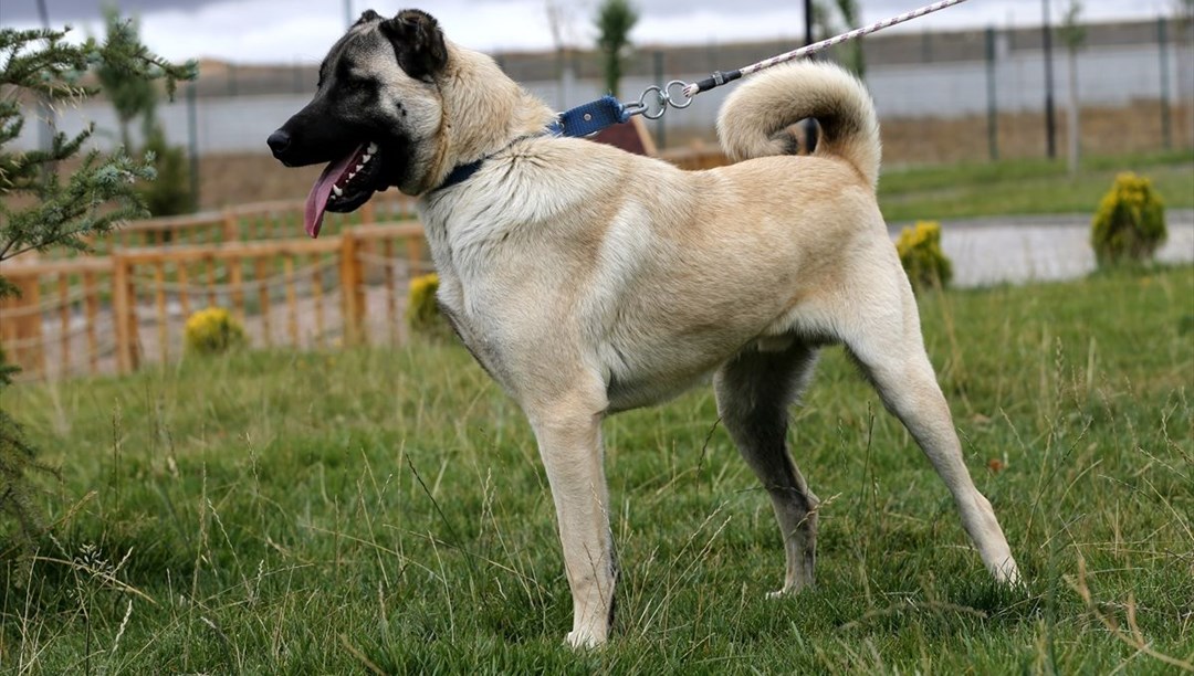 Kangal Balıklı Kaplıca termal sedef