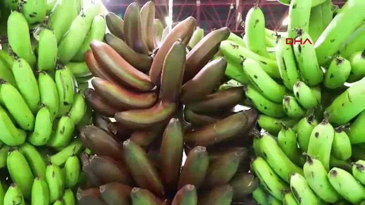 Alanya muzu ürünleri