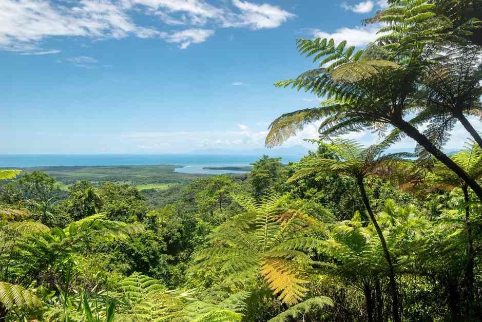 Cairns & Daintree Yağmur Ormanı
