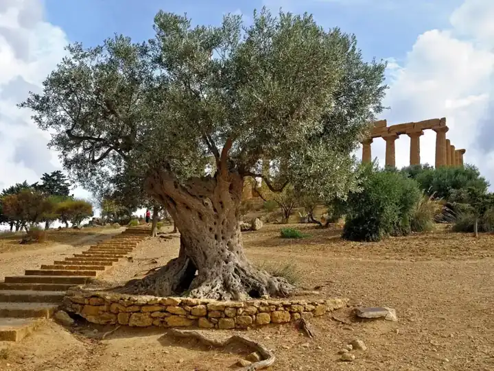 Tapınaklar Vadisi Agrigento
