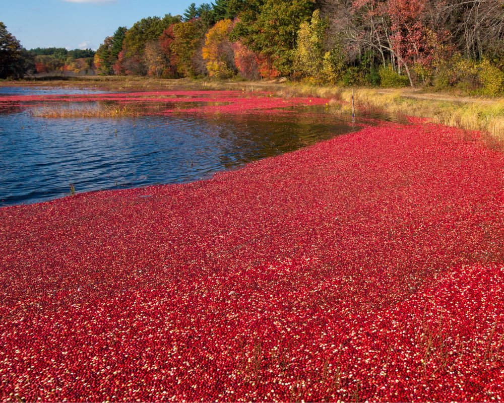 Cranberry ürünleri