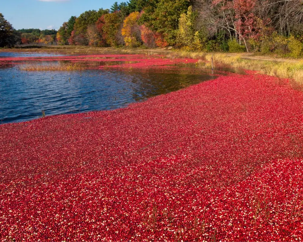 Cranberry ürünleri