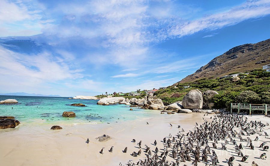 Cape Town Boulders Beach (Afrika Penguenleri)