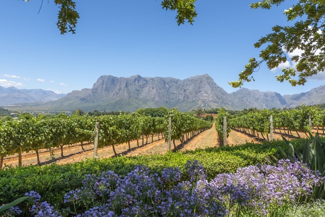 Cape Town Cape Winelands (Stellenbosch / Franschhoek)
