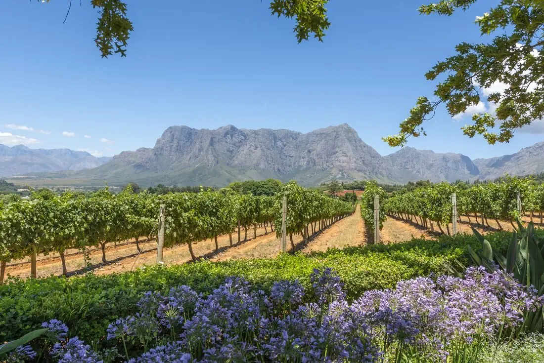 Cape Town Cape Winelands (Stellenbosch / Franschhoek)