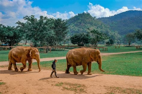 Chiang Mai Elephant Nature Park (etik fil koruma)