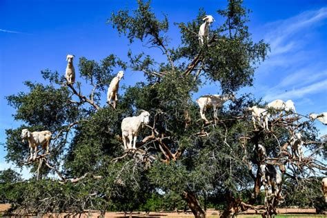 Argan ormanları