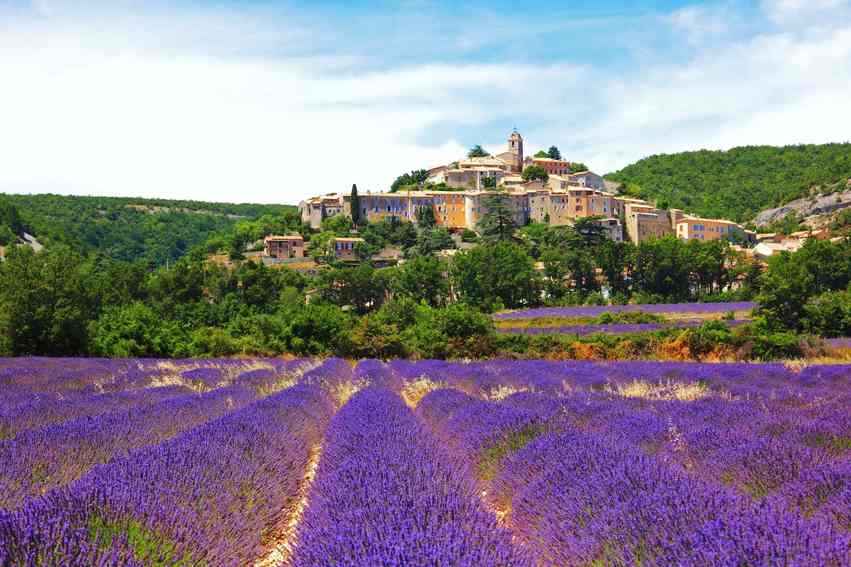 Provence & Lavanta Tarlaları