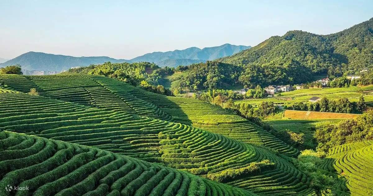 Longjing Çay Tarlaları