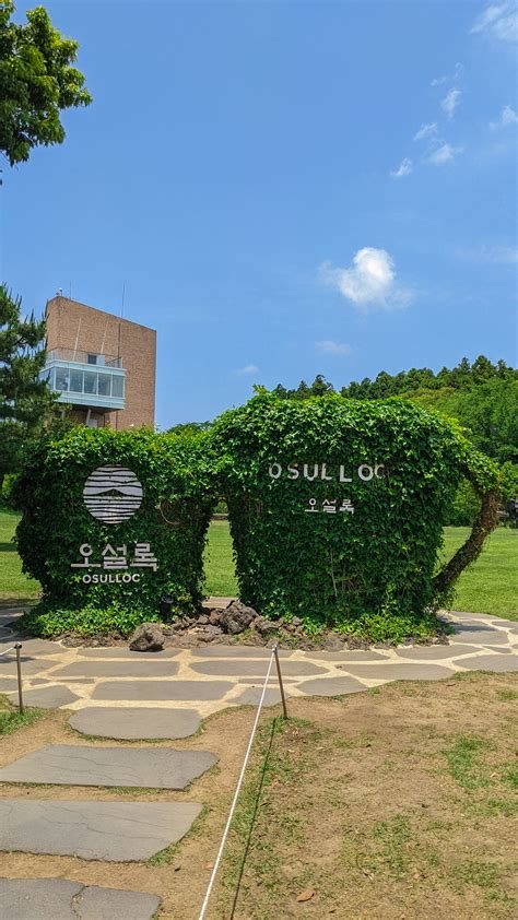 Jeju Osulloc Çay Müzesi + Tarlaları