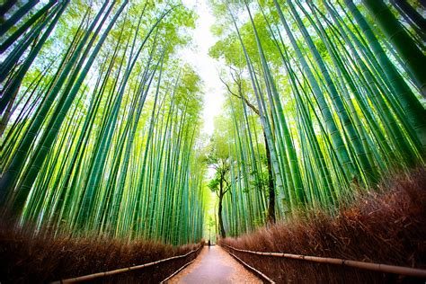 Kyoto Arashiyama Bambu Ormanı