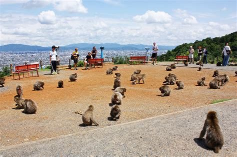 Kyoto Iwatayama Maymun Parkı