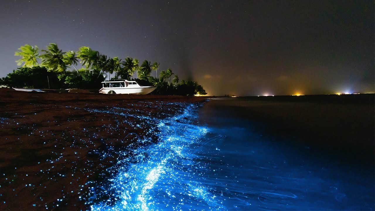 Biyolüminesans Plaj (Vaadhoo)