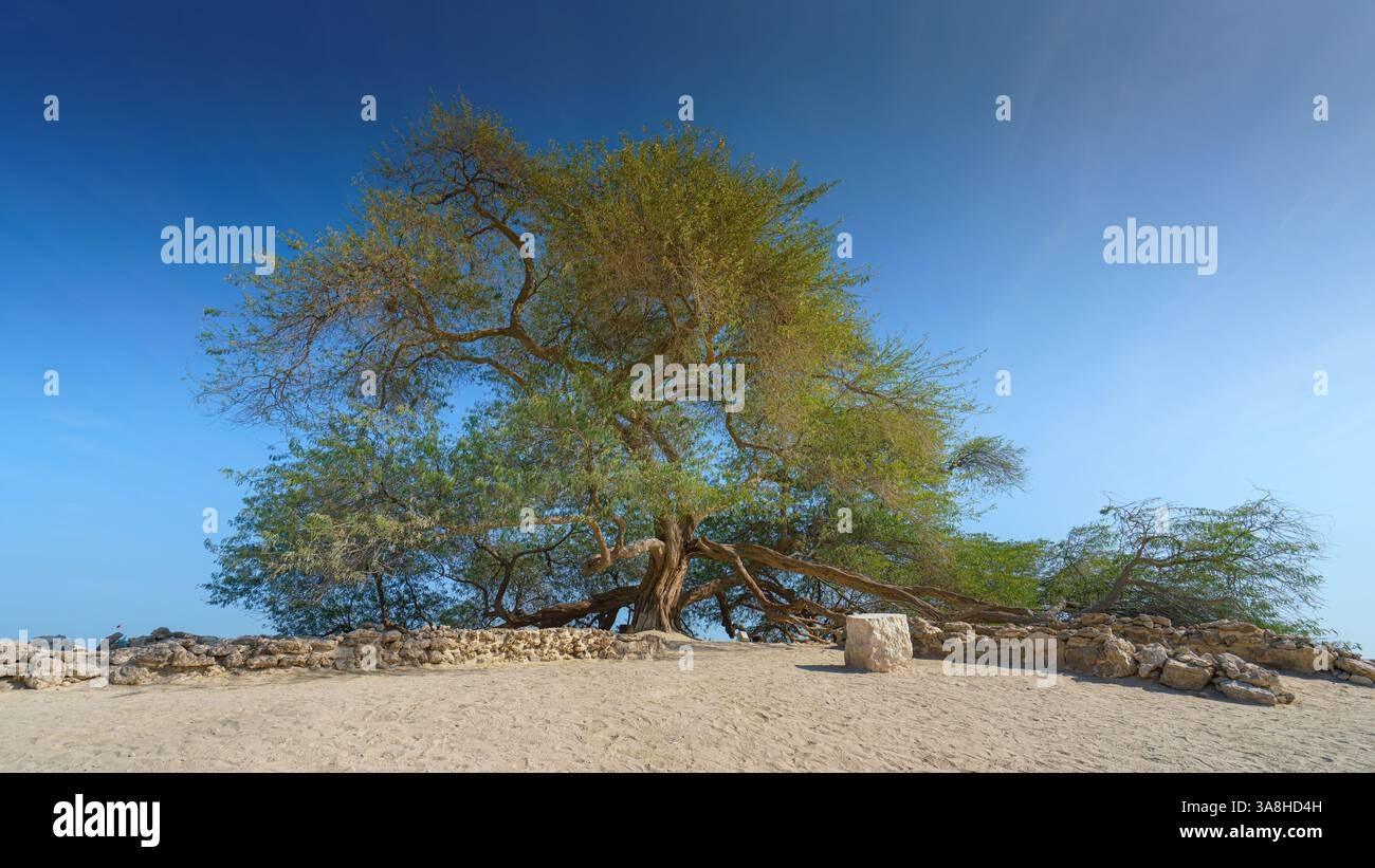 Hayat Ağacı (Tree of Life)