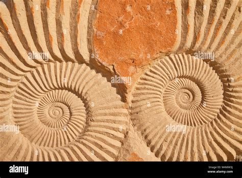 Merzouga Fosil Madenleri (Erfoud bölgesi)