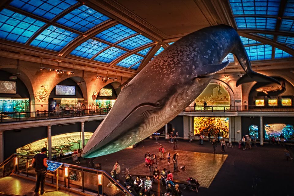 ucuzakesfet.com/newyork-american-museum-of-natural-history