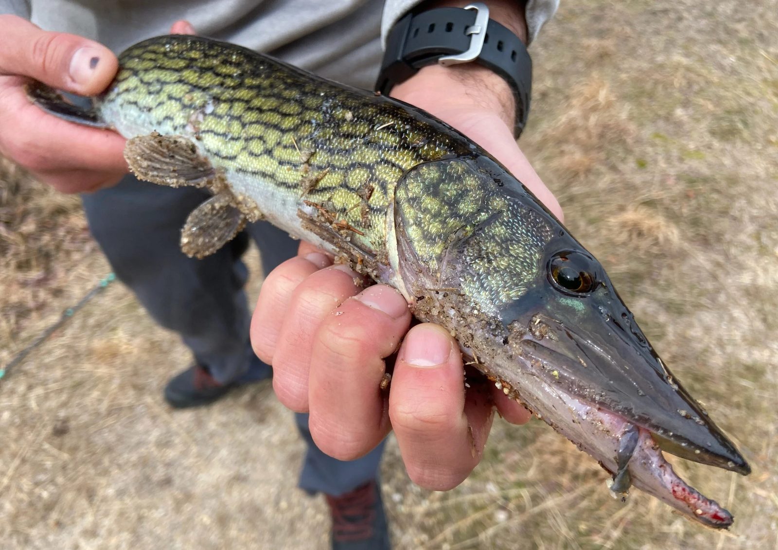 Taze su balığı (pickerel)