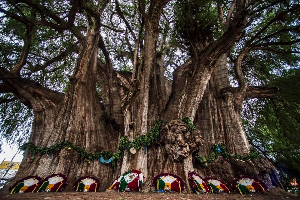 Árbol del Tule