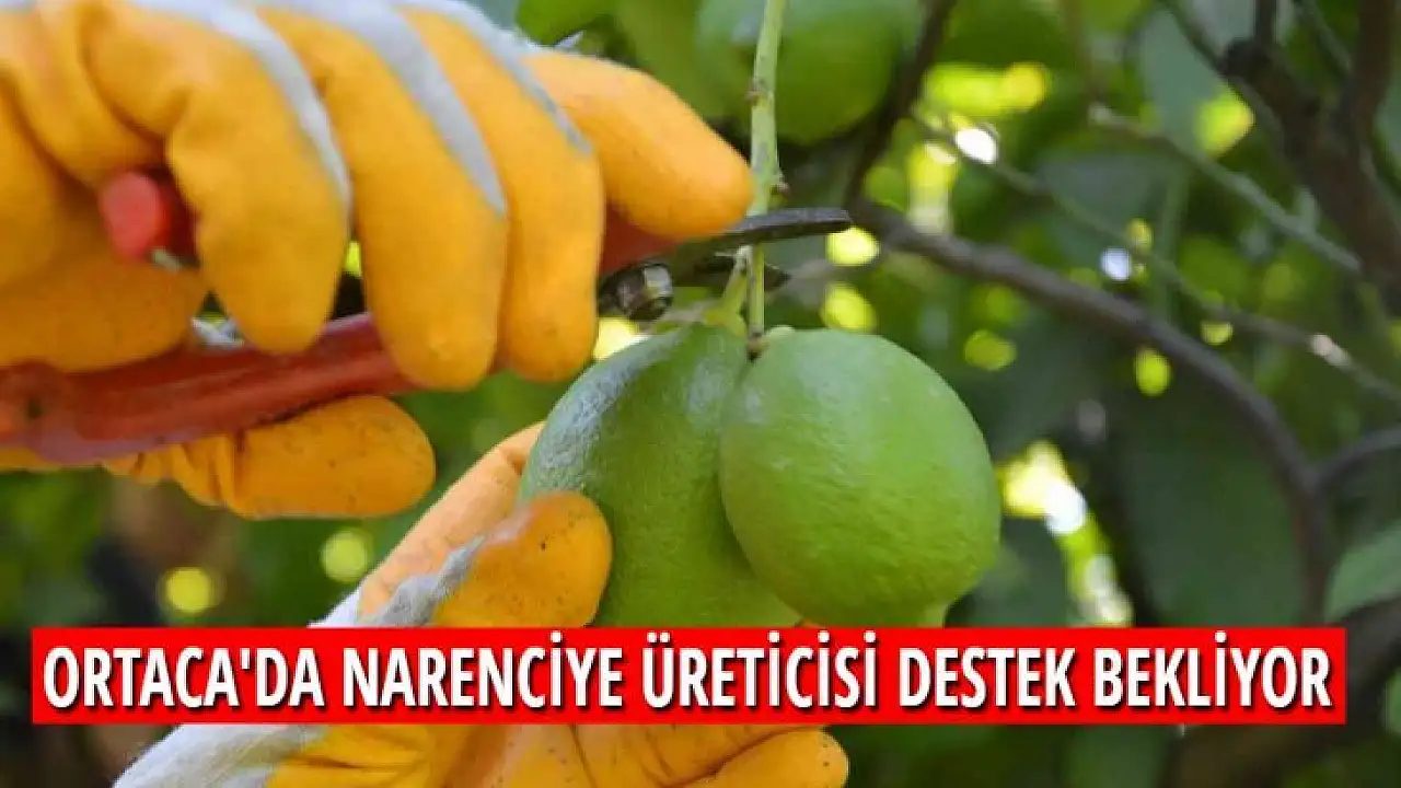 Narenciye reçeli & marmelat