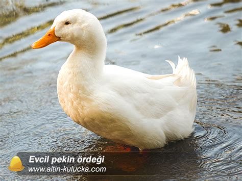 Pekin ördeği (Beijing kaoya)