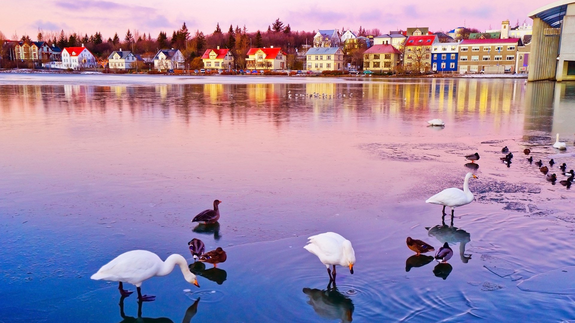 Tjörnin Gölü & Belediye