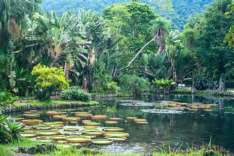 Rio de Janeiro Rio Botanik Bahçesi (Jardim Botânico)
