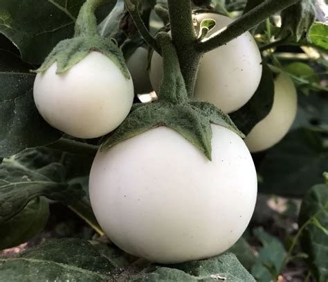 Beyaz patlıcan (melitzana)