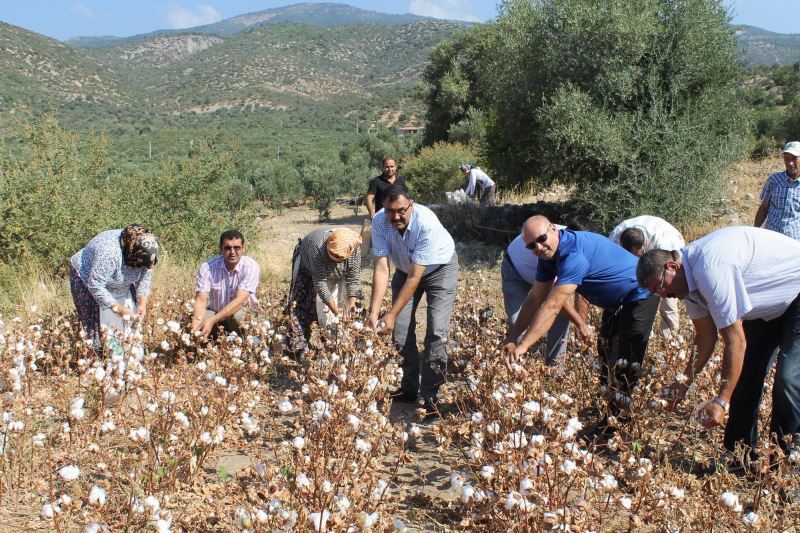 Söke Büyük Menderes (Söke) Ovası