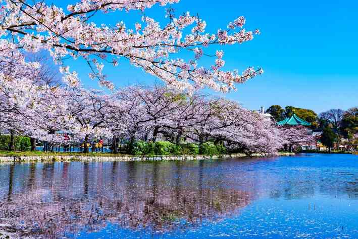 ucuzakesfet.com/tokyo-ueno-park-muzeleri