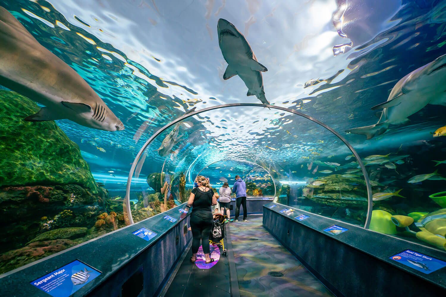Toronto Ripley's Aquarium of Canada