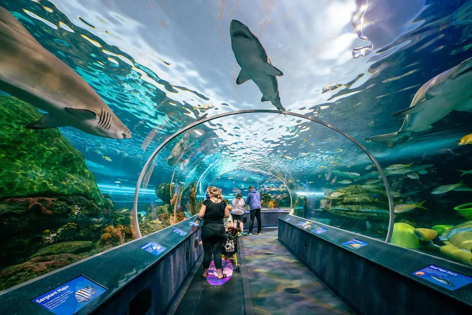 Toronto Ripley's Aquarium of Canada
