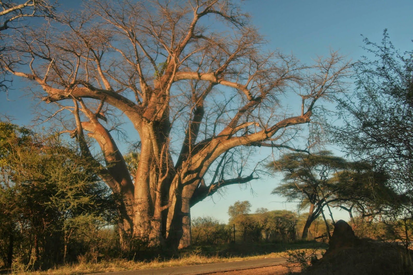 Big Tree (Dev Baobab)