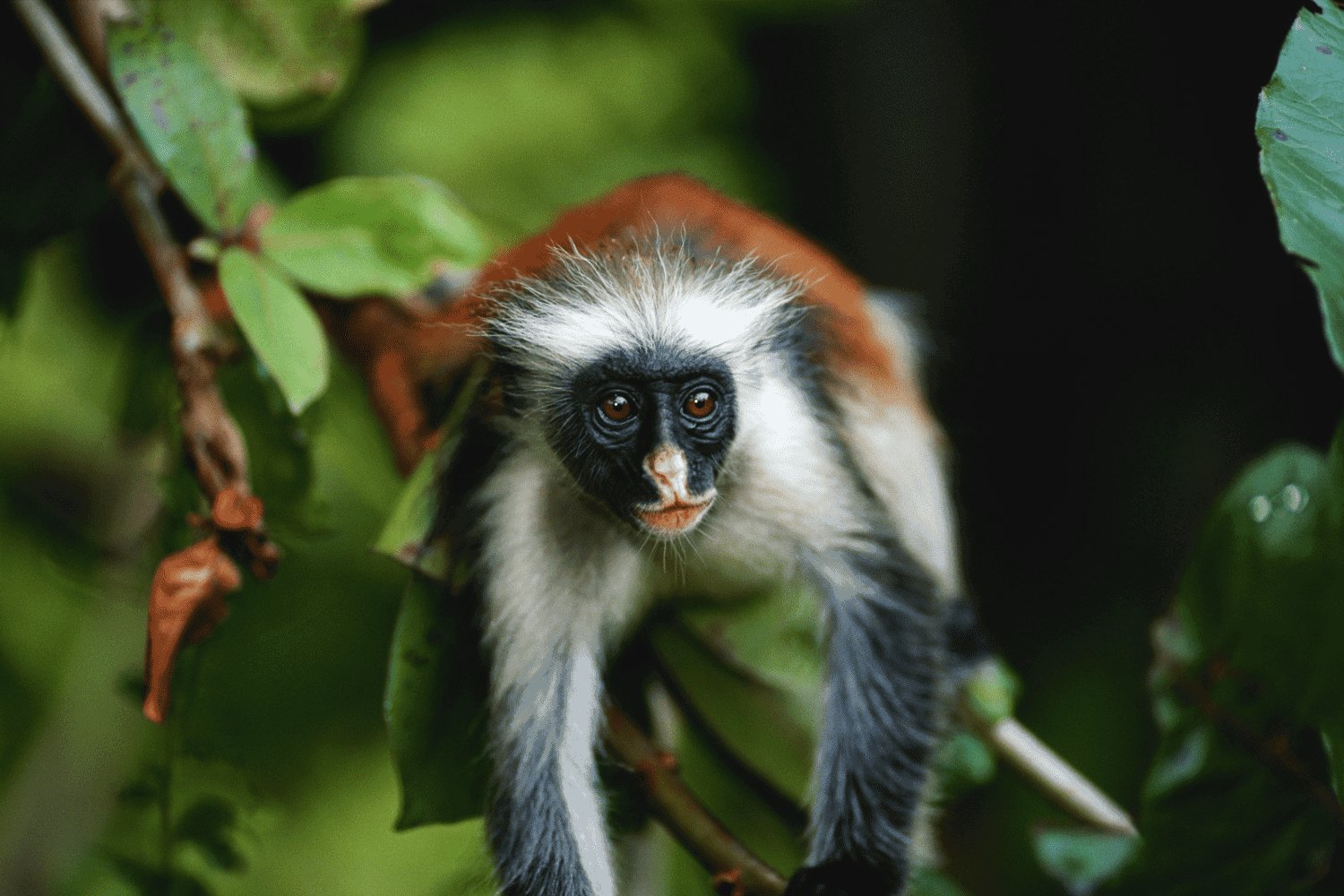 Jozani Ormanı (Kırmızı Colobus Maymunu)